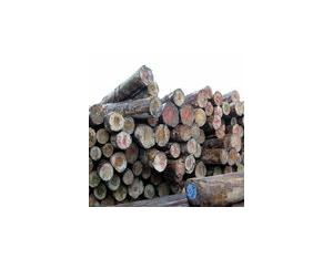 Import Australia pine from chinese wholesale supplier and manufacturer