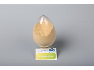 Import Bacillus megaterium(Agriculture) from chinese wholesale supplier and manufacturer