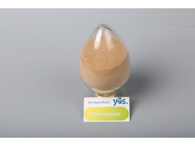 Import Bacillus polymyxa(Agriculture) from chinese wholesale supplier and manufacturer