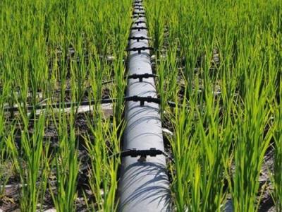 Import [copy]Single blade labyrinth drip irrigation tape from chinese wholesale supplier and manufacturer