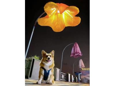 Import Infrared induction flower lamp from chinese wholesale supplier and manufacturer