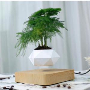 Import Levitating bonsai from chinese wholesale supplier and manufacturer