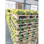 Import TRACK ROLLER from chinese wholesale supplier and manufacturer